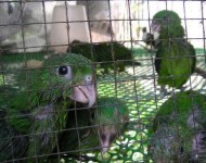 Rescued Birds at the PESCP Rehabilitation Center