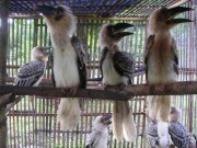 Birds at the PESCP Rehabilitation Center