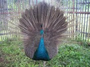 Birds at the PESCP Rehabilitation Center