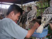 Birds at the PESCP Rehabilitation Center